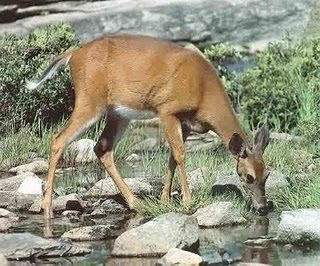 [deer+drinking+water.jpg]