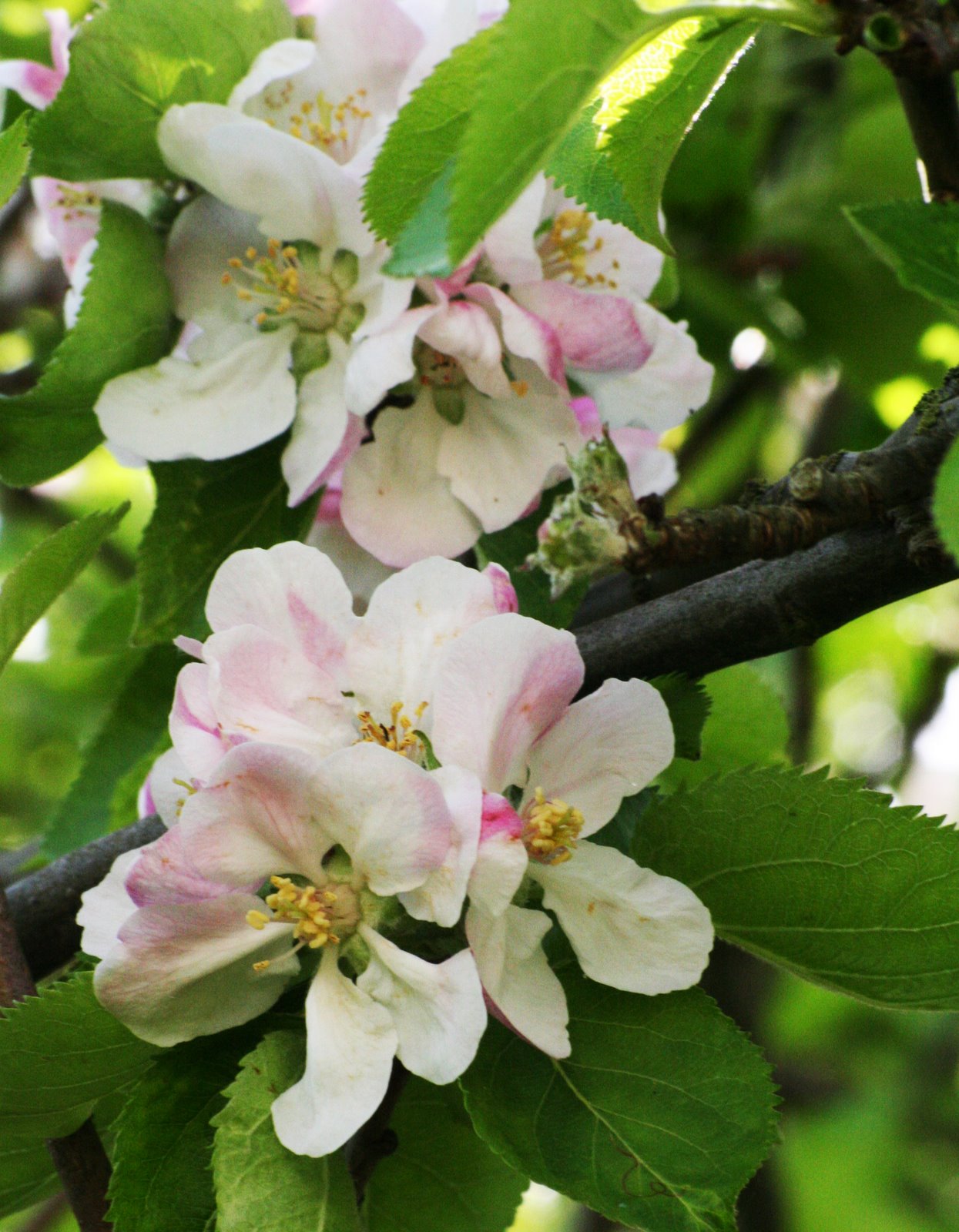 [Blossom.jpg]