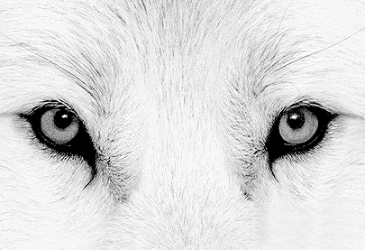 [wolf+white.gif]