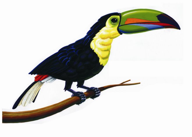 tucan