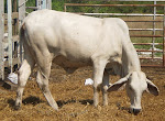 Lembu Dara Brahman