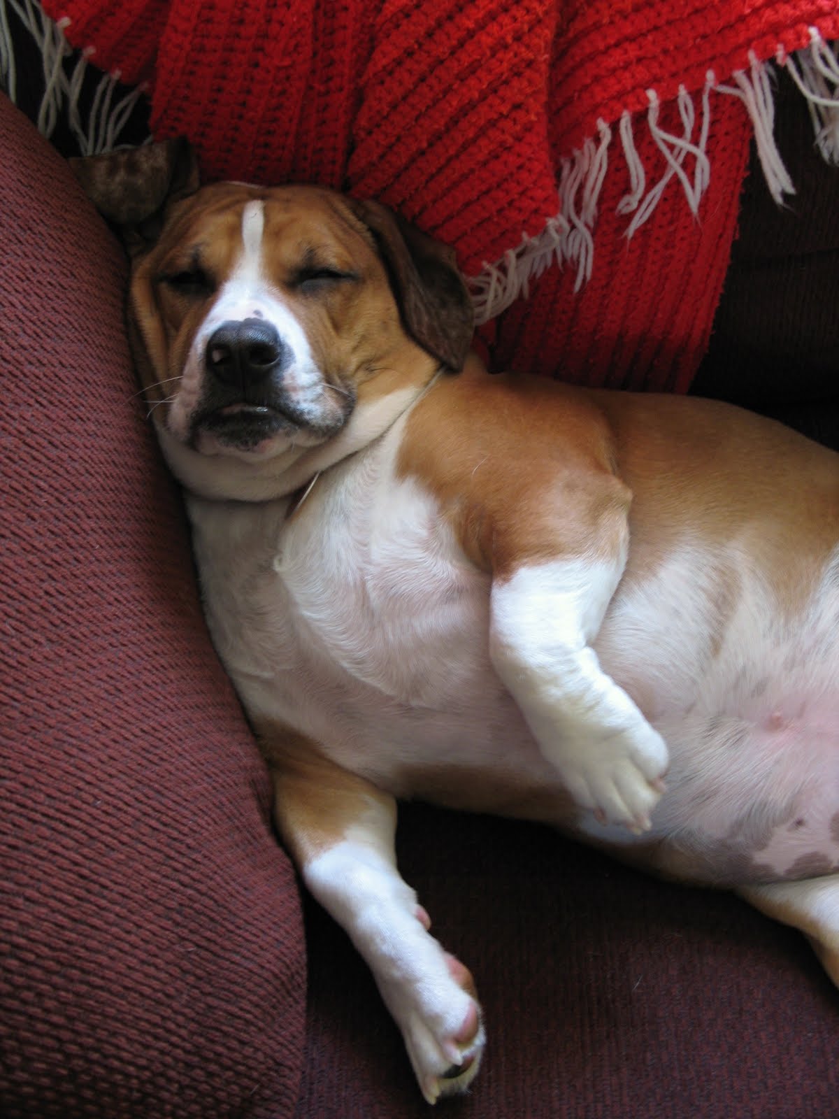 Homeschool Gardener Stupid Dog