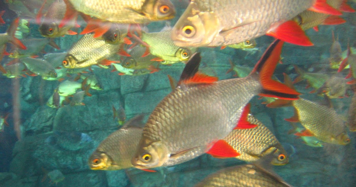 Predatory lovers Tin Foil Barb