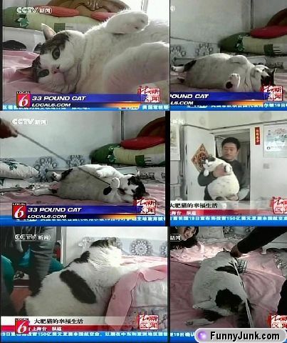 but it looks like the fattest cat but it looks like the fattest cat