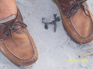 Waties Island Sea Turtle