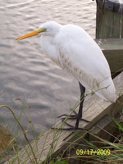 a close for Waties Island