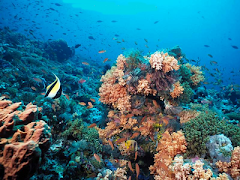 keindahan bawah laut Indonesia