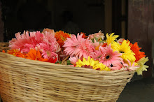 Temple Blooms