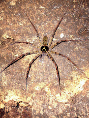 Huntsman spider