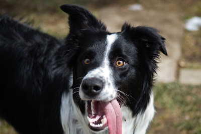 Jace 11 >Jace {Border Collie}   ADOPTED