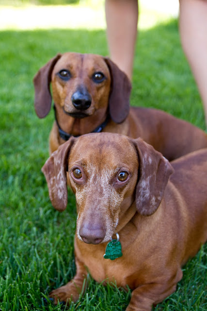 Weiners 11 >Tater and Cooper {Miniature Dachshunds}   ADOPTED