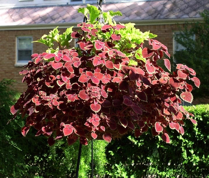 Coleus Connection Coleus in Hanging Baskets