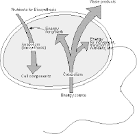 Anabolic pathways cellular respiration