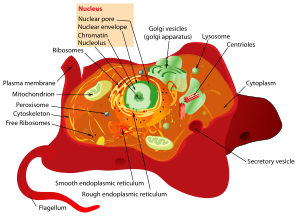 [300px-Animal_cell_structure.svg.png]