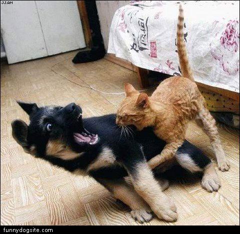 Funny Cat Attack
