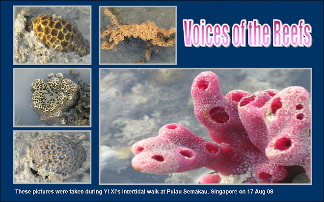 Voices of the Reefs