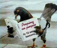 merpati aja baca buku
