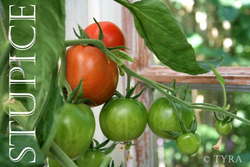 The Farm In My Yard Kim Carlisle S Tips Toward Better Gardening