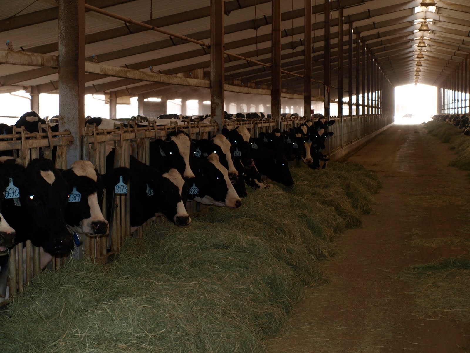 DAIRY INDUSTRY HERD MANAGEMENT
