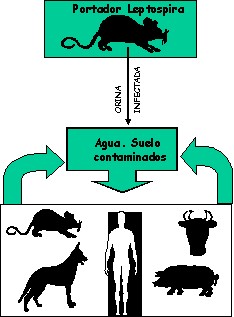 picture of leptospirosis