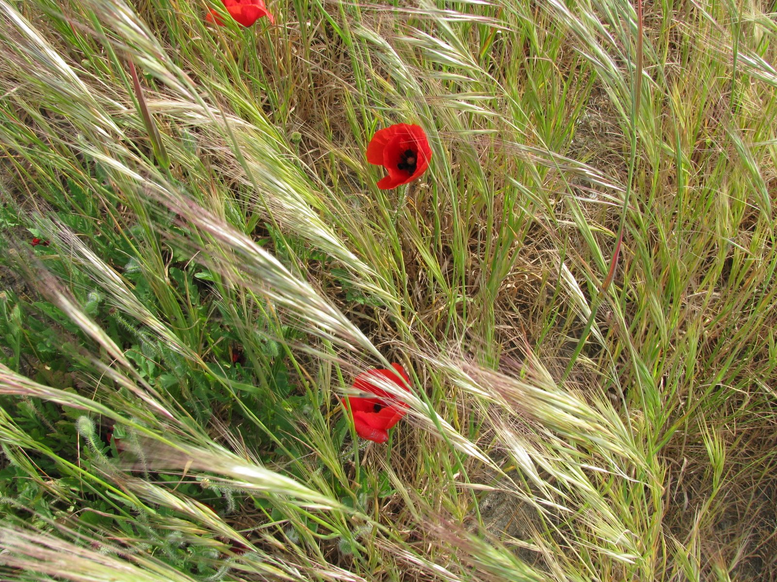 [IMG_1853.JPG]