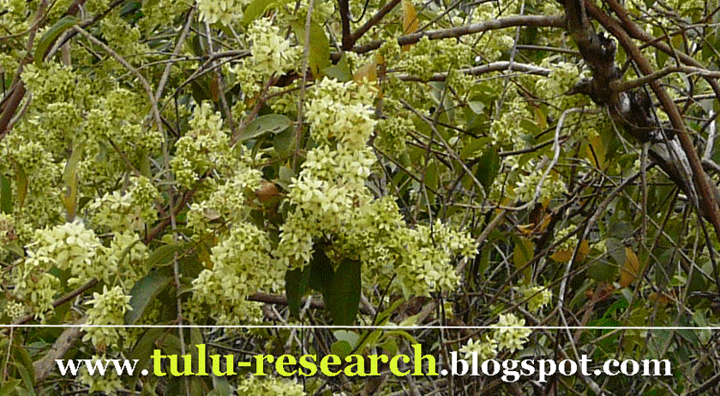 " tulu-research.blogspot."  ತುಳು  ರಿಸರ್ಚ್.  ಬ್ಲಾಗ್‌ಸ್ಪಾಟ್‌. ಇನ್