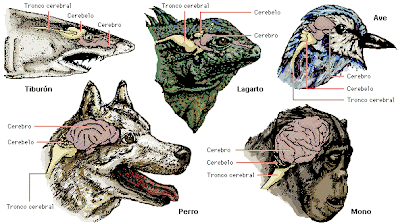 Salvo los seres humanos, ningún ser vivo tiene cerebro [Esa biología de