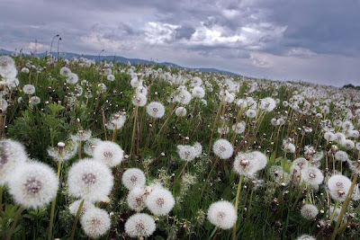 http://2.bp.blogspot.com/_FJQFM-pqaC4/TOKPvWpQgZI/AAAAAAAAAF0/kr7Qz7Upipc/s1600/gambar%2BDANDELION.jpg