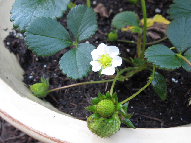 [strawberries.JPG]
