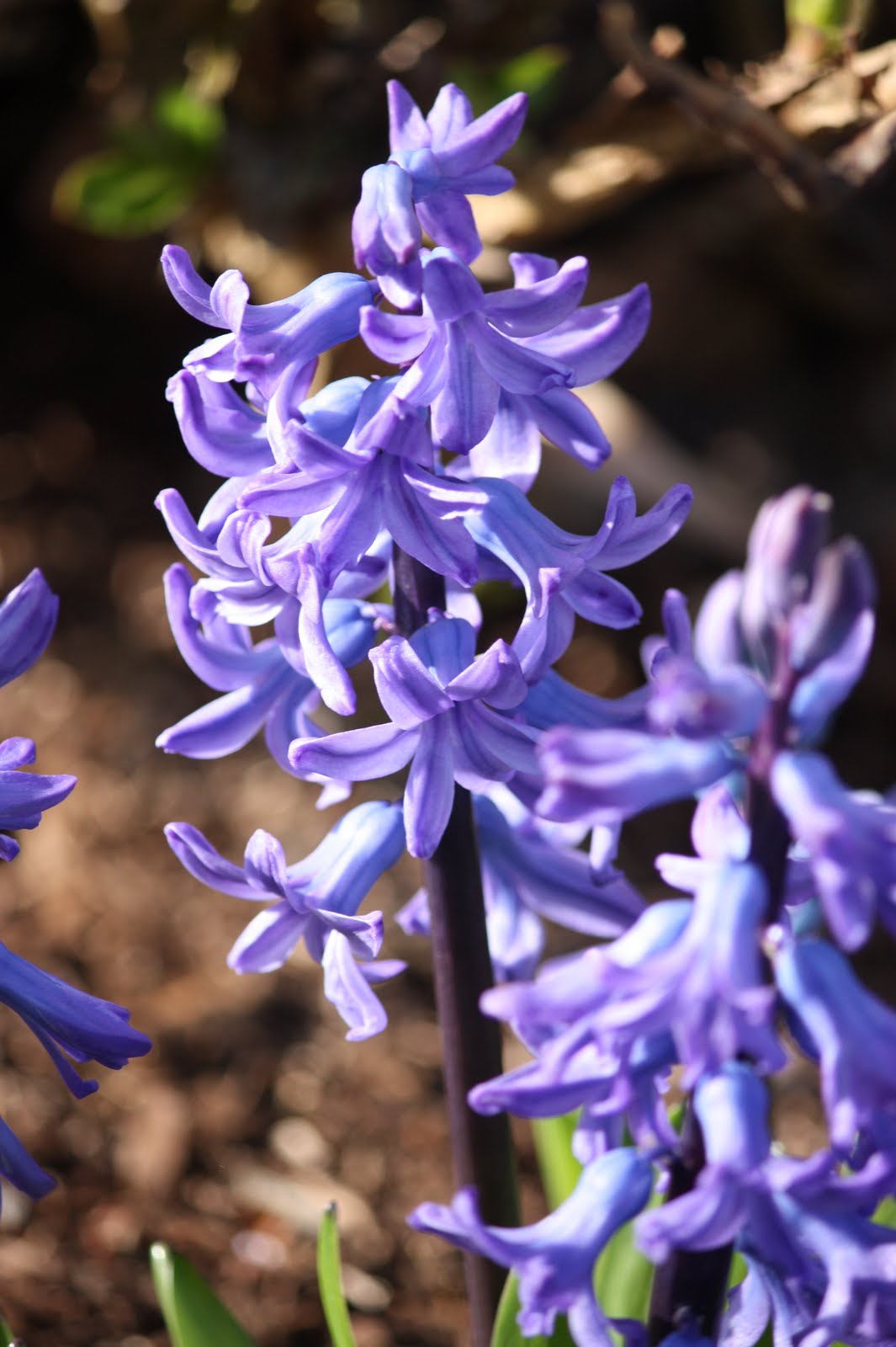 [flower+2.jpg]