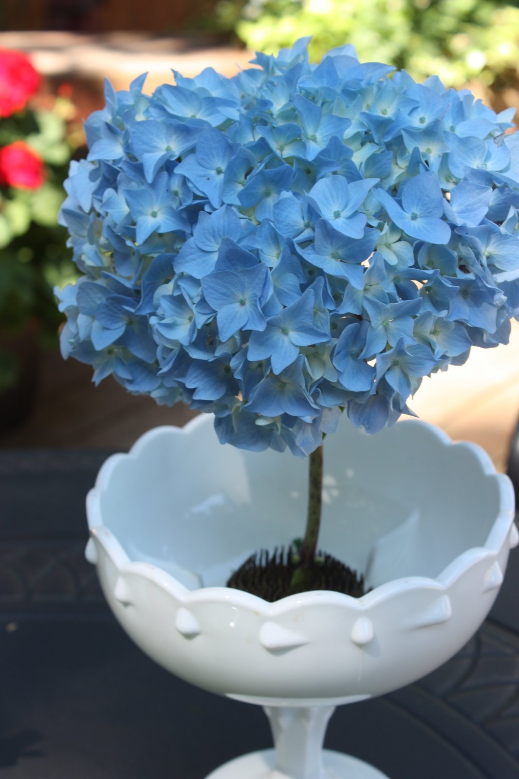 The Rainforest Garden Modern Hydrangea Arrangement