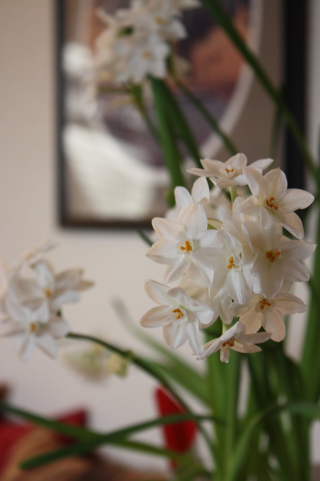 Kindergarten Kids How to Grow Paperwhites