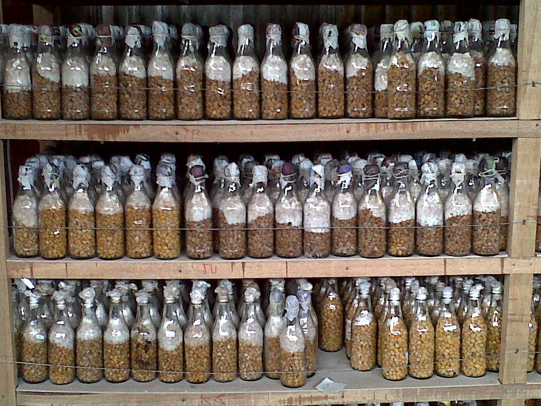 jual bibit jamur tiram murah jual bibit jamur tiram murah