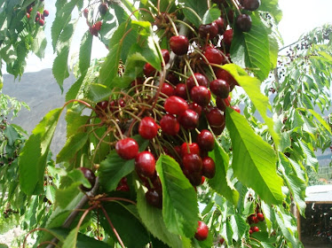 NAGAR FRUITS