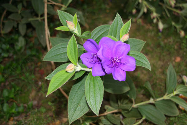 FLOR DE ASTURIAS