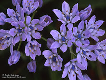 FLORES DE UN AMANECER