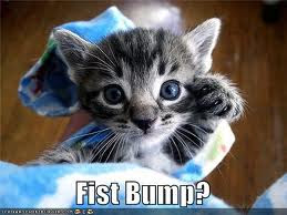 [Image: fist+bump+cat.jpg]