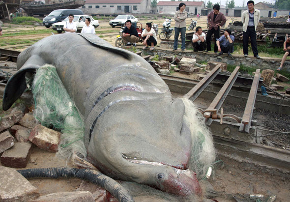 Ikan Terbesar di Dunia Ikan Terbesar di Dunia