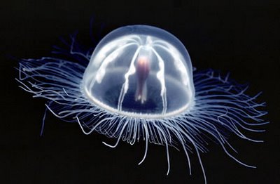 [transparent_jellyfish.jpg]