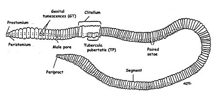 Earthworm [Part 1] ~ Pass. Science. Solutions.