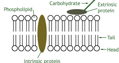 cell plasma membrane