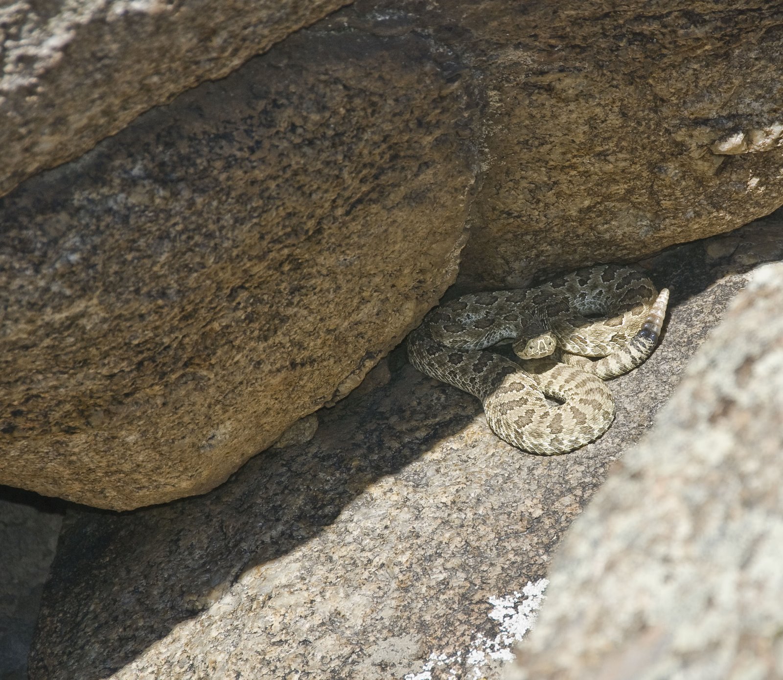 [Prairie+Rattlesnake+(1+of+1).jpg]