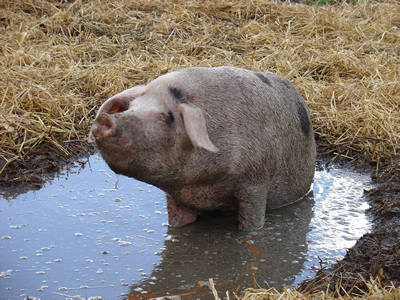 [pig.jpg]