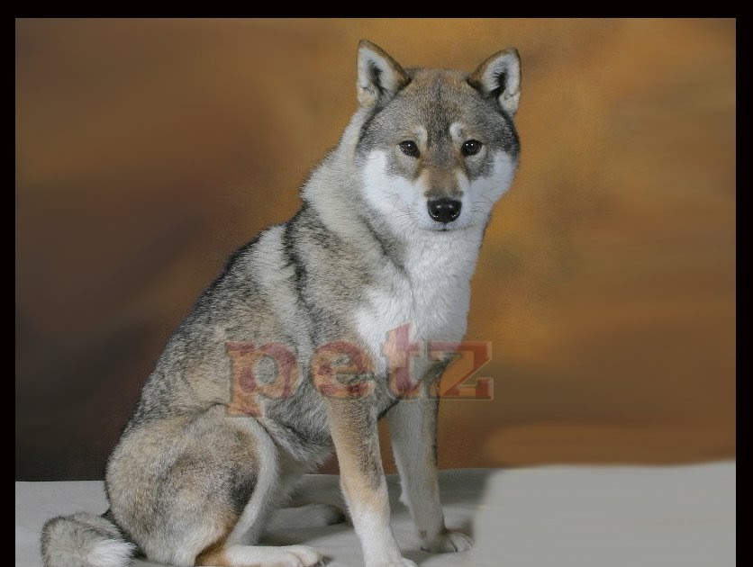 Dog Breeders Shiba Inu Sherwood Park Canada Dog Breeders Shiba Inu Sherwood Park Canada