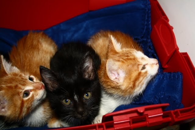 [IMG_3755+[640x480].JPG]