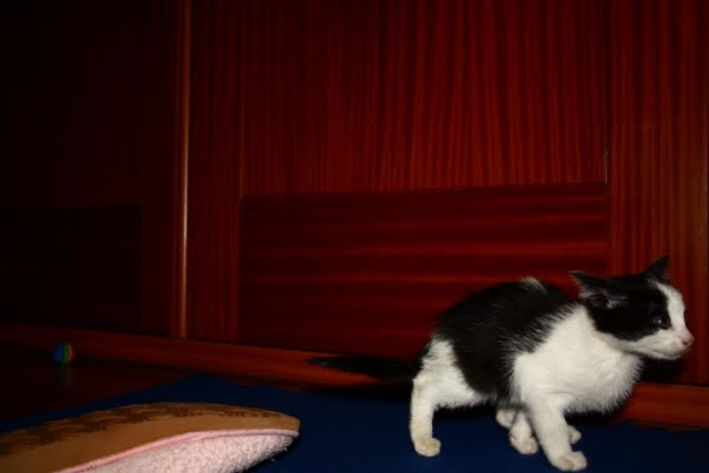 [IMG_3779+[640x480].JPG]