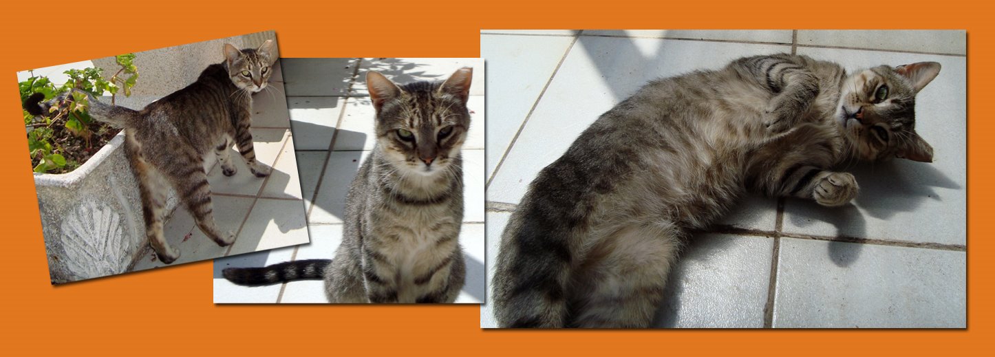 [gatito.jpg]