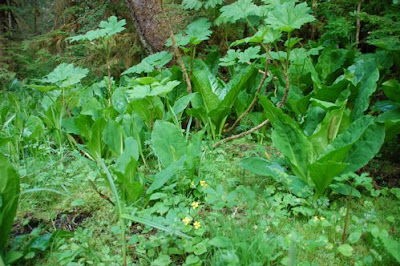 Devils Cabbage