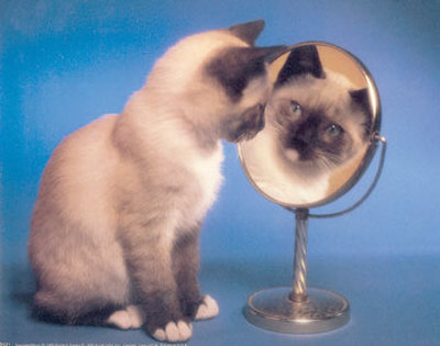 http://2.bp.blogspot.com/_FNQgkfCwYxs/S82u8ITmerI/AAAAAAAAAq8/RBCuEoQko-A/s1600/Siamese-Cat-and-Mirror-Print-C10054620.jpeg
