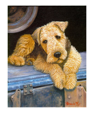 Airedale Terrier Puppies Airedale Terrier Puppies